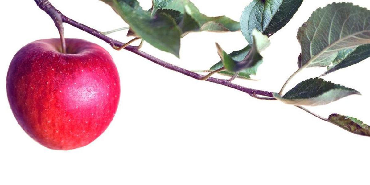 Image of an apple attached to a branch.