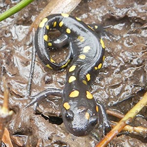 spotted salamander